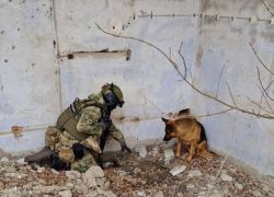 В ЛНР пес по кличке Хан помог обнаружить схрон с вооружением стран НАТО