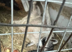 Полиция ЛНР проверит базу отдыха, где в адских условиях содержали животных