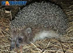 Луганские ёжики активно наедают бока, готовясь проспать до весны