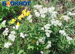 Целитель с луганских просторов: трава с тысячелетней историей