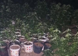 Почти 300 кустов конопли вырастил житель Антрацита ЛНР