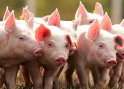 Крупнейший свинокомплекс ЛНР запустил работу забойного цеха производительностью 6 тысяч голов в месяц 