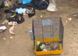 В Луганске живую декоративную крысу выбросили на мусорку  