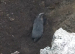 Спасательную операцию «Барсук» организовали местные жители Красного Луча ЛНР