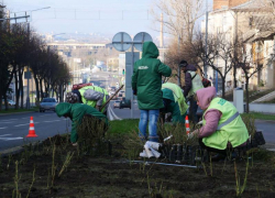 10 тысяч роз высадят на реконструированной улице Советской в Луганске 