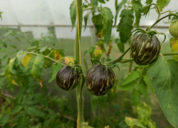 Подготовка теплицы к зиме: луганский огородник рассказал, как вырастить хороший урожай