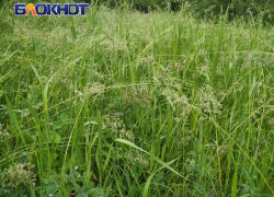 В ЛНР задержали 40-летнего «натуралиста» с пакетом измельченной травы