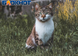 Правила работы приютов для животных утверждены в ЛНР