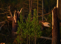 Восстановление лесов в ЛНР: борьба с последствиями пожаров и боевых действий