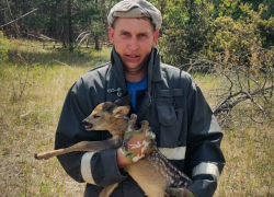 В ЛНР сотрудники МЧС спасли на пожаре зайчонка и олененка 