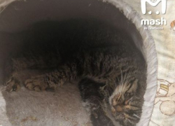 Больше 25 котов были спасены от зоозащитницы в ЛНР