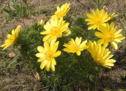 Редкий цветок Луганщины, способный убить и спасти жизнь