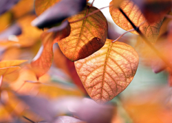 Мягкий ноябрь: в Луганске потеплеет до +14 градусов