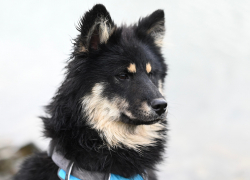 Собака-поводырь бесплатно: кто и как может получить верного друга в ЛНР