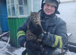 Сотрудники МЧС ЛНР спасли кота, лежавшего без сознания в горящем доме 