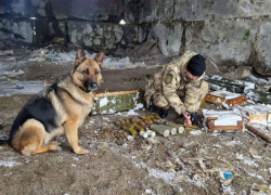 Минно-розыскной пес Росгвардии обнаружил тайник с боеприпасами ВСУ в ЛНР