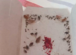 Пациентка пожаловалась на полчища тараканов в одной из больниц Луганска