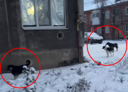 Алчевск ЛНР постепенно захватывают бродячие псы