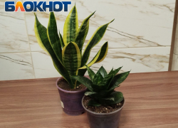 Зеленые помощники для жителей ЛНР: комнатные растения работают как фильтры