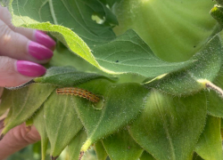 Состояние подсолнечника в ЛНР под контролем: уборка намечена на начало сентября
