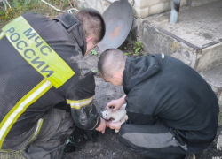 Спасатели МЧС России спасли кота, пострадавшего при пожаре в Старобельске ЛНР