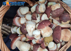 Собирать грибы в ЛНР опасно для жизни