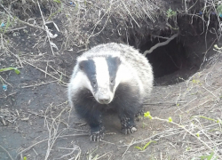 В заповеднике Луганщины заметили заспанного барсука и больших бакланов
