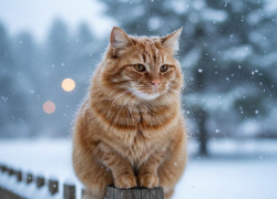 В ЛНР до −20°C и гололедица на дорогах