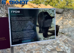 «Просто ходит туда-сюда»: в Москве спорят о судьбе спасенного из ЛНР медведя Грома