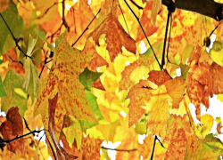 Синоптики ЛНР обещают кратковременный дождь 24 октября