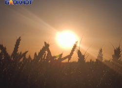 Пасечник: в ЛНР на треть выросли объемы сельхозпроизводства