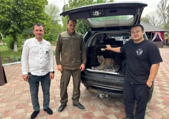 Амурский тигренок из квартиры в Стаханове ЛНР отправился в Ленинградскую область 