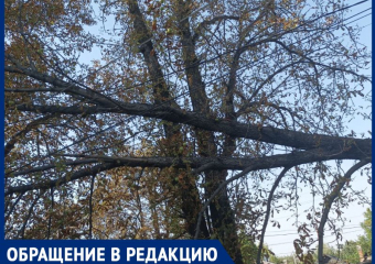 «РЭС не реагирует на вызов граждан»: коммунальные службы Зоринска ЛНР игнорируют ветку на электропроводах