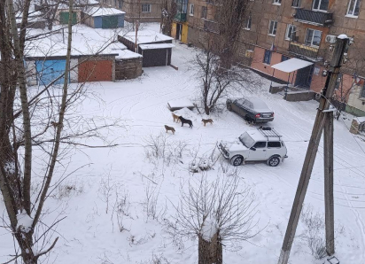 Стая бездомных собак терроризирует Горняцкий: дети боятся выходить на улицу