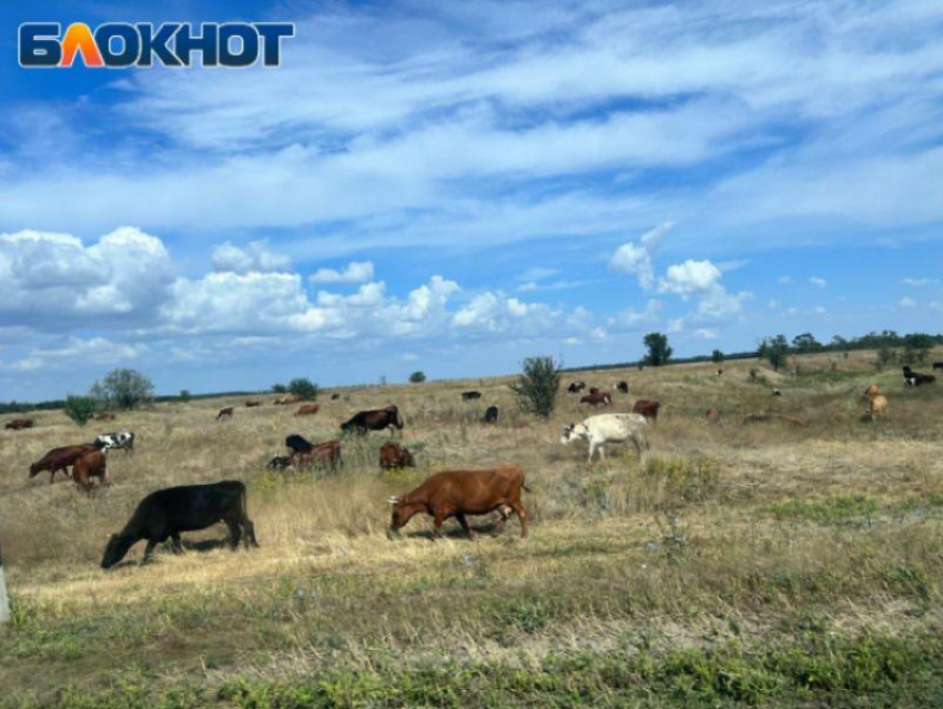 Хакасия начнет поставки племенного скота в ЛНР