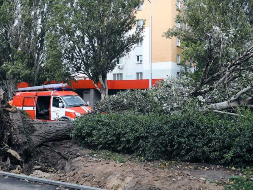Сотрудники МЧС Луганска избавились от аварийного дерева, упавшего на крышу машины 