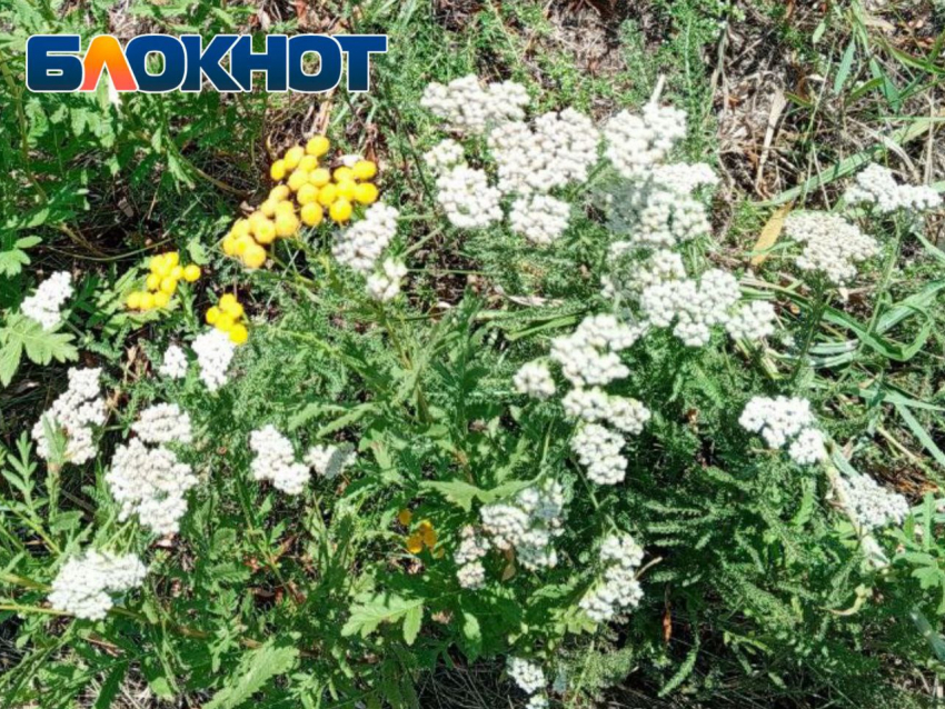 Целитель с луганских просторов: трава с тысячелетней историей