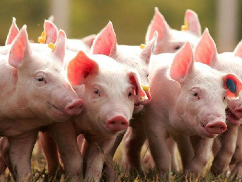 Крупнейший свинокомплекс ЛНР запустил работу забойного цеха производительностью 6 тысяч голов в месяц 