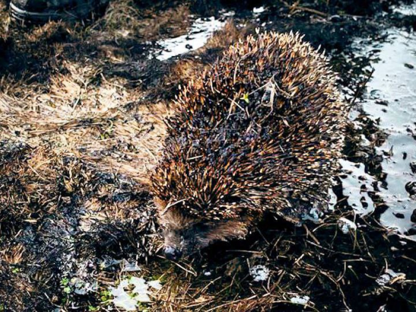 В ЛНР пожарные МЧС спасли ёжика, который мог погибнуть в огне