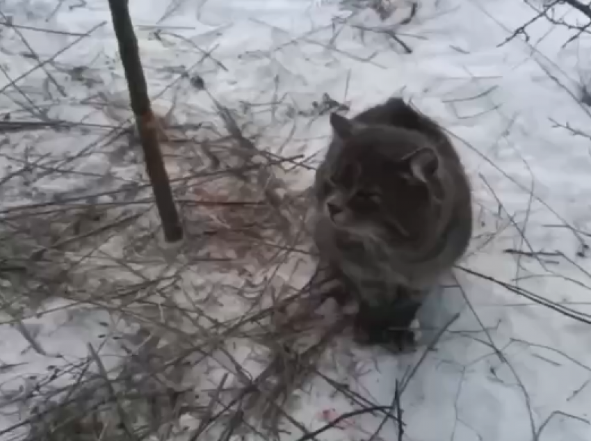 В Луганске кота привязали к дереву металлической леской и бросили умирать на морозе