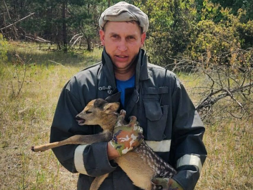 В ЛНР сотрудники МЧС спасли на пожаре зайчонка и олененка 