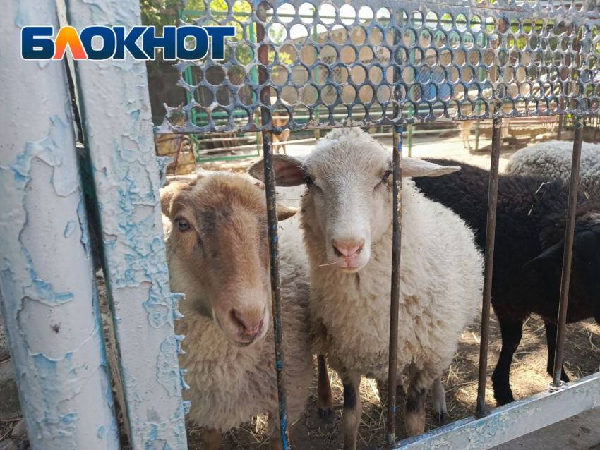 В Луганске появится собственный зоопарк