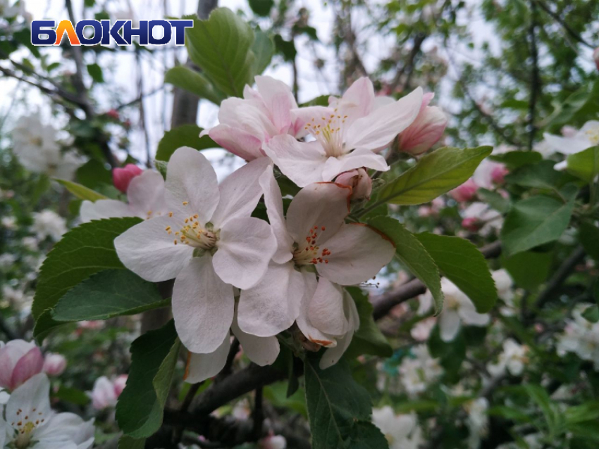 Яблони в цвету и не только увидят луганчане на родных просторах: в ЛНР появится ботанический сад