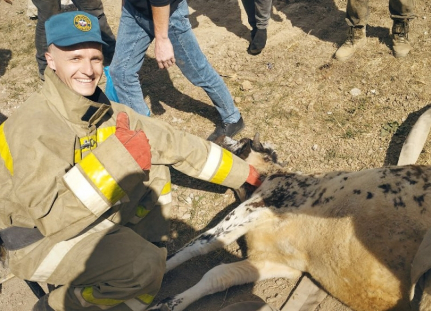 Алчевские спасатели извлекли из теплотрассы теленка