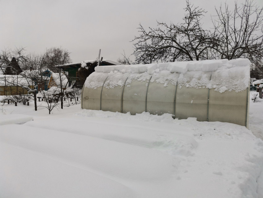 ЛНР: как холод спасает семена и обеспечивает богатый урожай