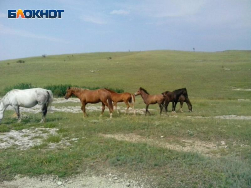 В ЛНР сотрудникам конного завода выплатили долг по зарплате