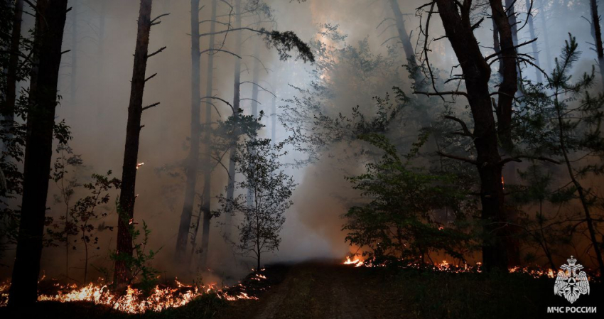 В Станично-Луганском округе ЛНР горит лес