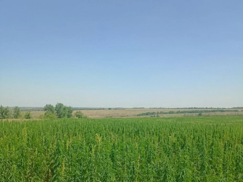 В Лутугинском районе ЛНР аграрии начали выращивать техническую коноплю