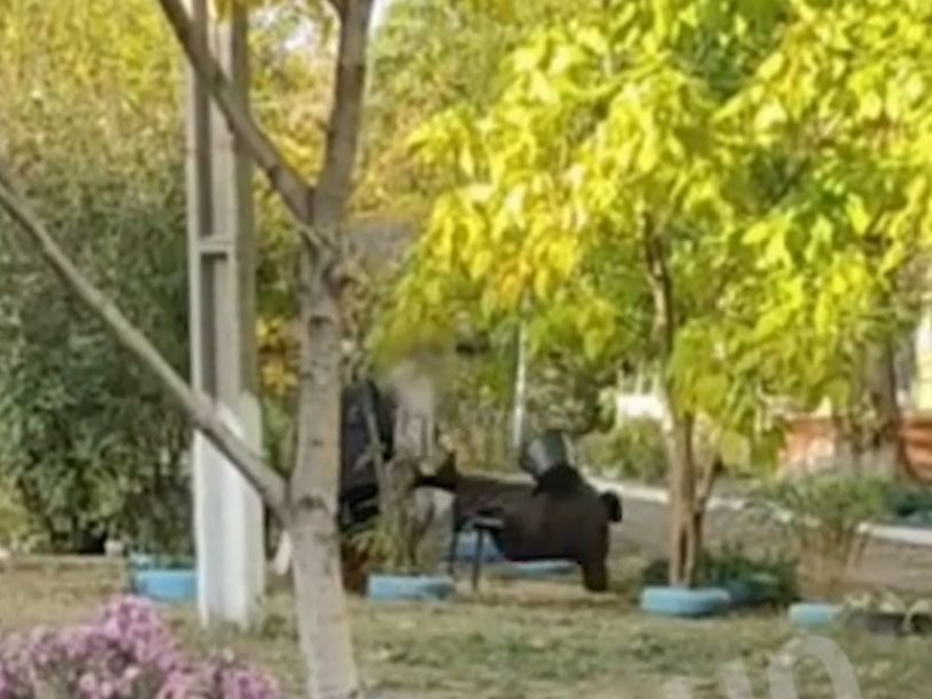 Страсти по Тургеневу: в Свердловске ЛНР состоялась настоящая битва поколений