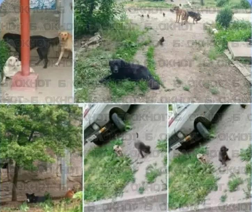 Стая бродячих собак держит в страхе жителей Стаханова ЛНР